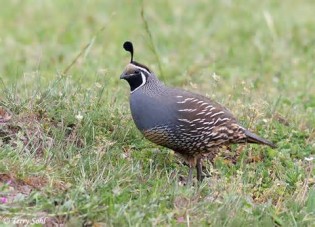 definisyon nan quails