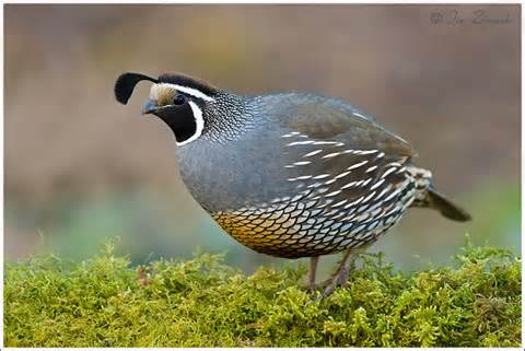 definisyon nan quails