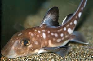 Definizione di ratfish