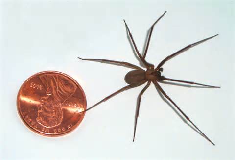 Definitions of recluses