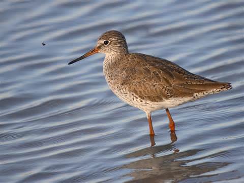 Meghatározása redshank