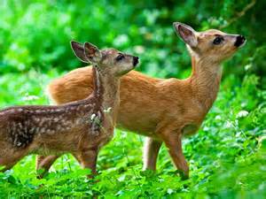 definisyon nan rehe