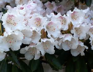 définition de rhododendron