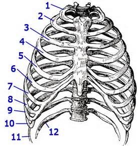 Definitions of rib