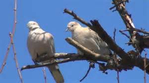 Definitions of ringdoves