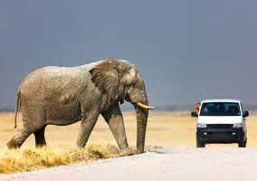 safariing 定義