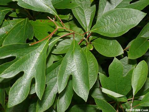 Definisi sassafras