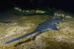 Definice sawfish