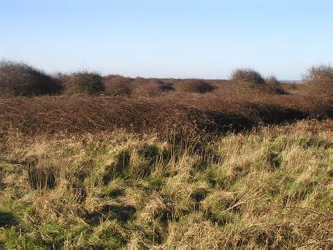 Definisi scrubland