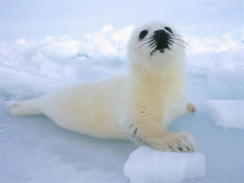 Definition von seal