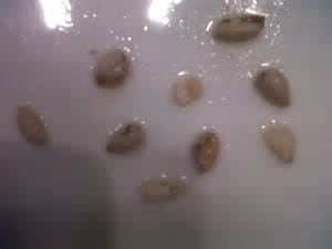 seedlike の定義