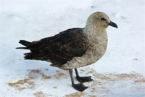 definisyon nan skua