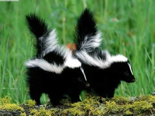 Definice skunk