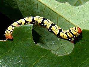 definisyon nan spanworm