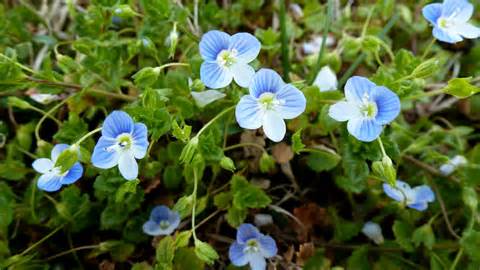 Definitions of speedwell