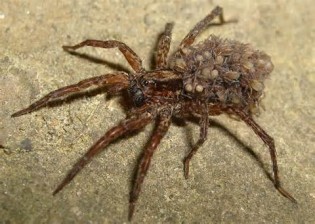 definizzjoni ta spiders