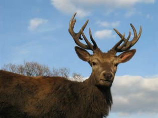 opredelitev stag