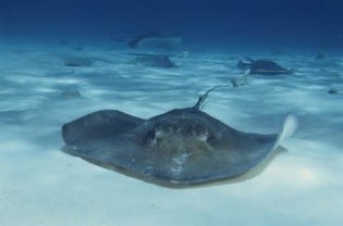 Ορισμός του stingrays