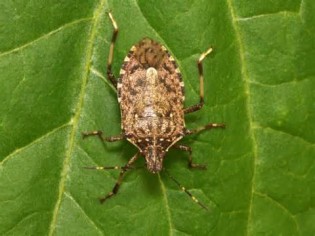 definizzjoni ta stinkbug