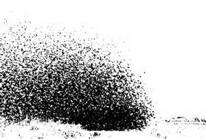 Definice swarming