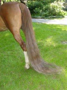 definición de tail