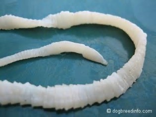 definisyon nan tapeworms