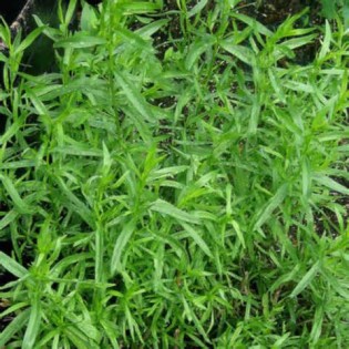 Definition von tarragon