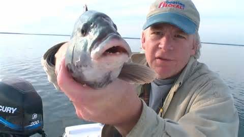 Definisi tautog