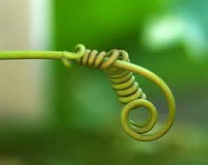 Definitions of tendrils