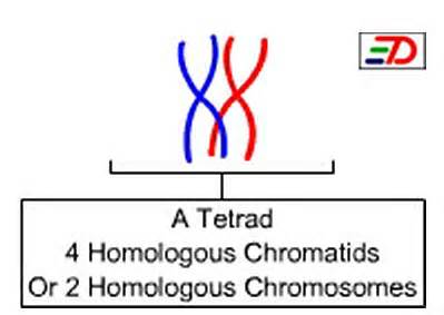 tetrad 定義