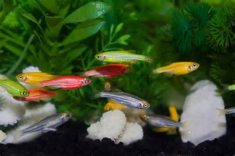 definizzjoni ta tetras