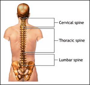 Definisi thoracic
