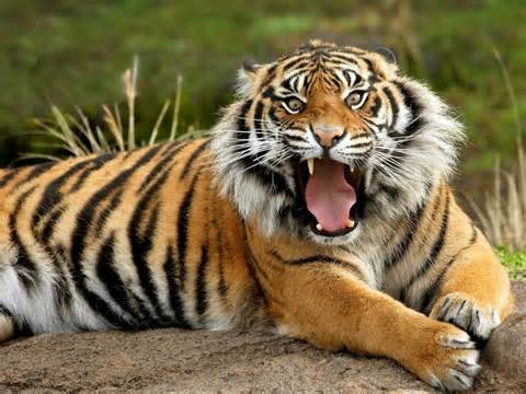 Mõiste tiger