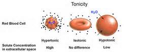 definisyon nan tonicity