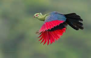 Definice touraco