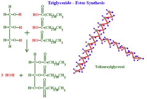 Mõiste triglycerides