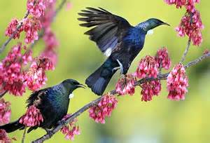 tuis کی تعریف