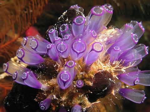 Definicja tunicate