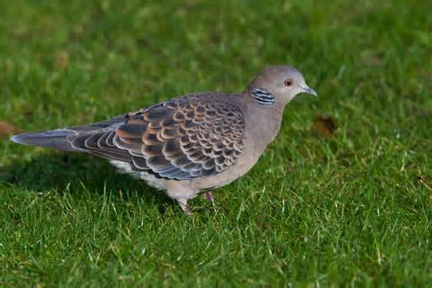 Definition af turtledove