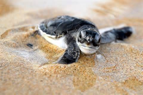 turtles 定義