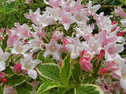 opredelitev weigelia