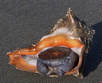 Definicija whelk
