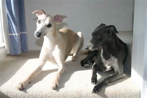 تعریف ازwhippets