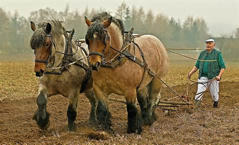 Definitions of workhorses