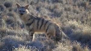 opredelitev aardwolf