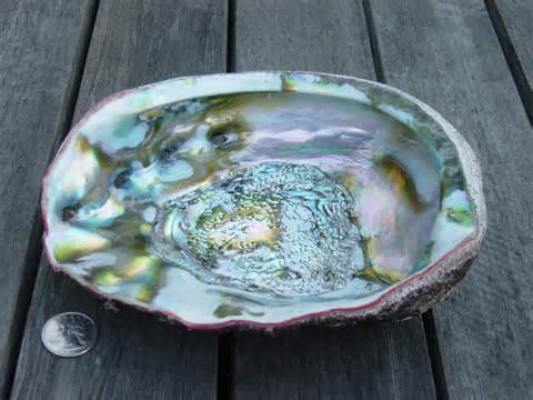 Definizione di abalone