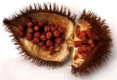 achiote 의 정의