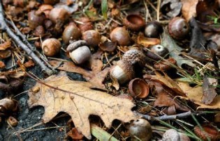 opredelitev acorns