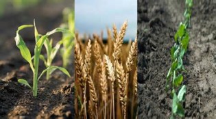 Definice agronomy