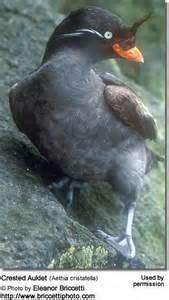 Definitions of auklets